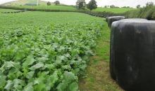 Winter Feed mix offers ideal forage for heifers